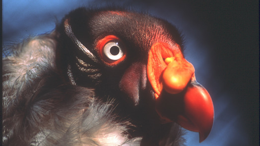 Hand-rearing king vultures