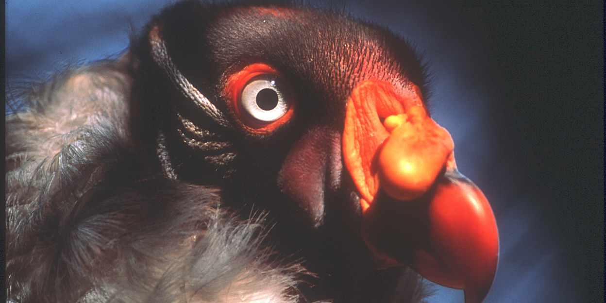 Hand-rearing king vultures