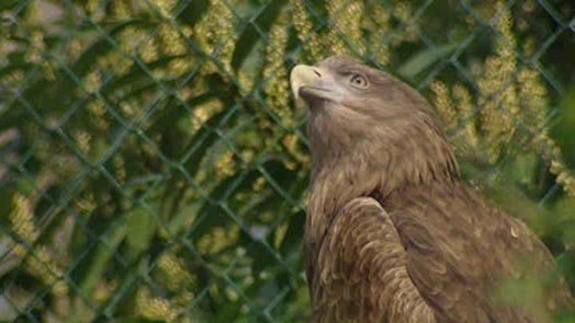 Arnhem white-tailed eagles brave Israeli airspace