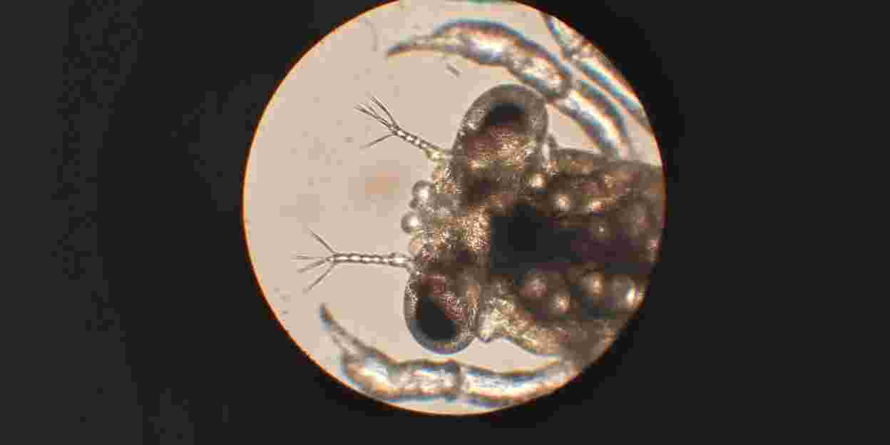 Breeding crabs is true pioneering work!