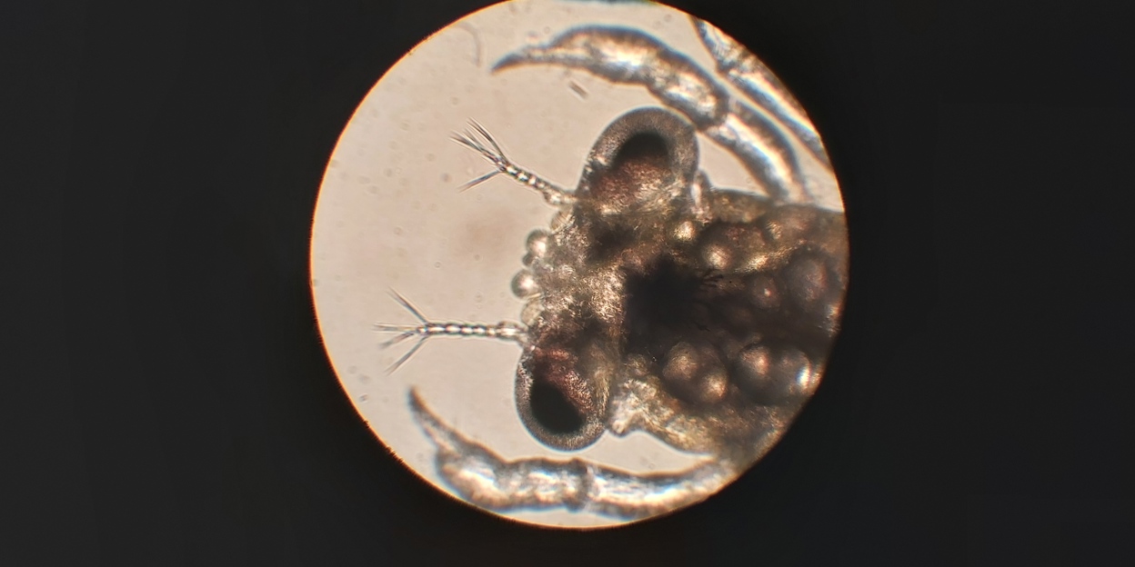 Breeding crabs is true pioneering work!