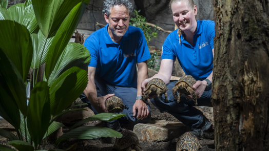 Burgers' Zoo rehomes tortoises after confiscation