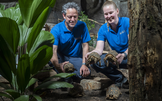 Burgers' Zoo rehomes tortoises after confiscation