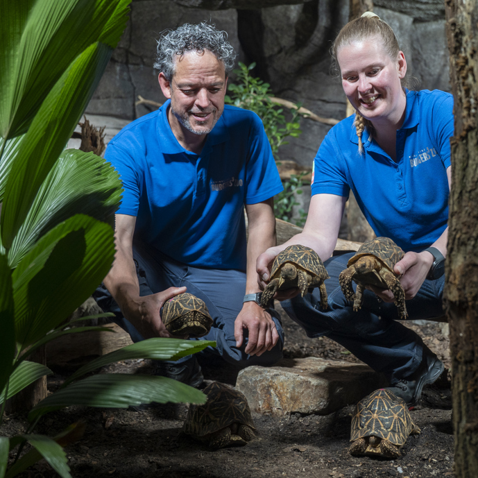 Burgers' Zoo rehomes tortoises after confiscation