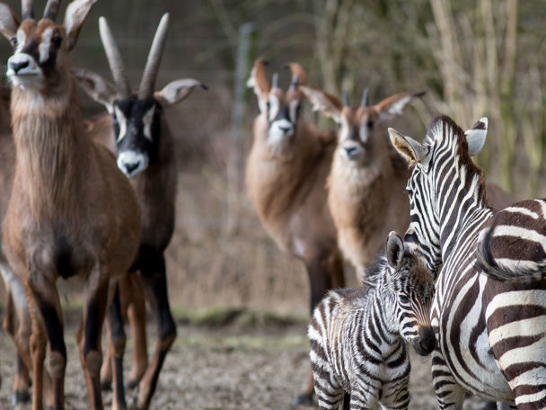 The African savannah