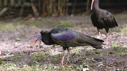 A supportive role for the Northern Bald Ibis