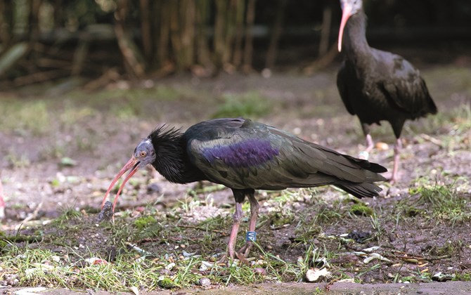 A supportive role for the Northern Bald Ibis