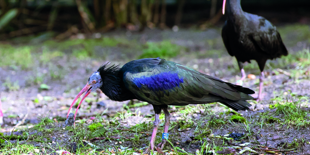 A supportive role for the Northern Bald Ibis