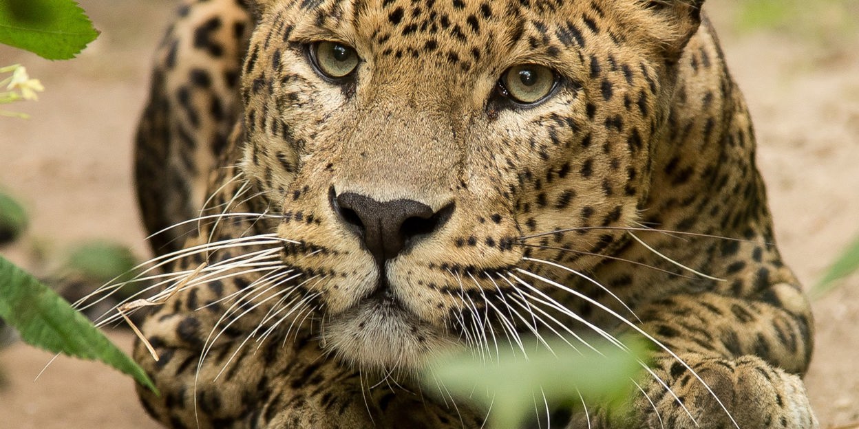 Park | Royal Burgers' Zoo