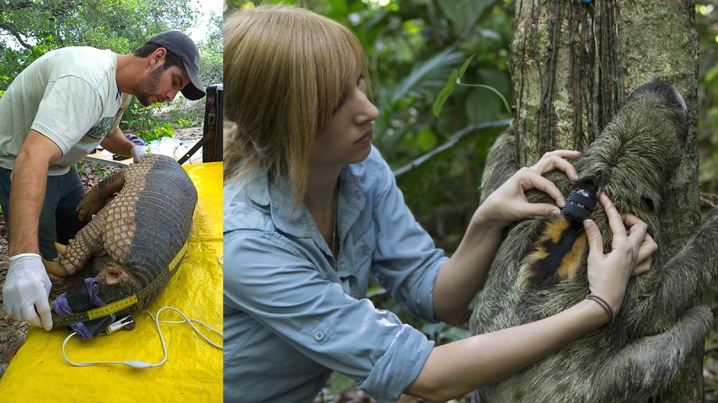 Gabriel Massocato (C)Giant Armadillo Conservation Project and Rebecca Cliffe (C)Suzi Eszterhas