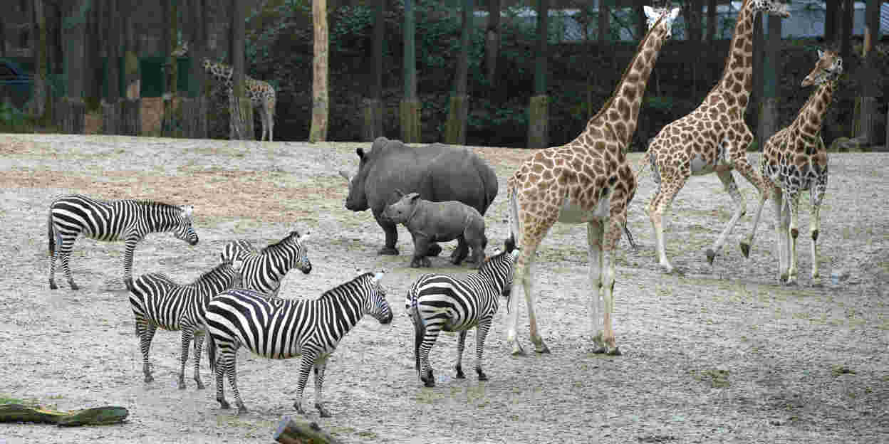 Rhino calf discovers giraffes, zebras and antelope