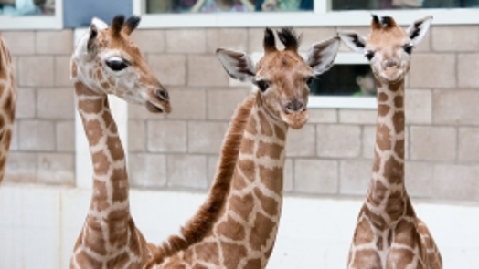 Three baby giraffes born within eight days
