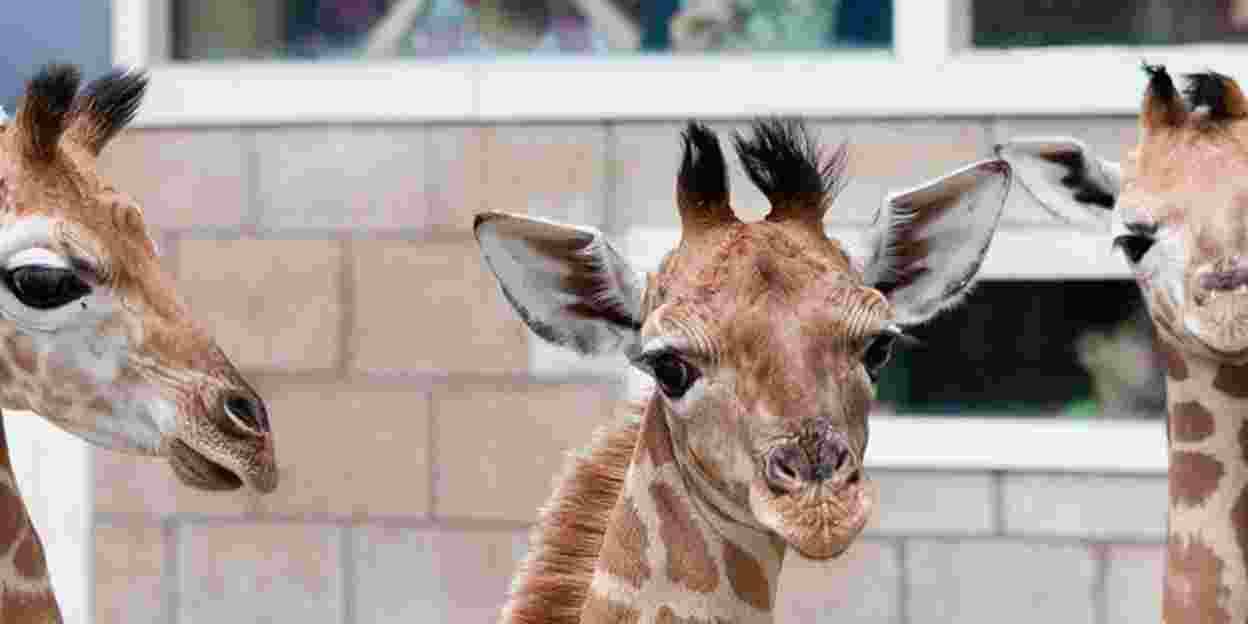Three baby giraffes born within eight days