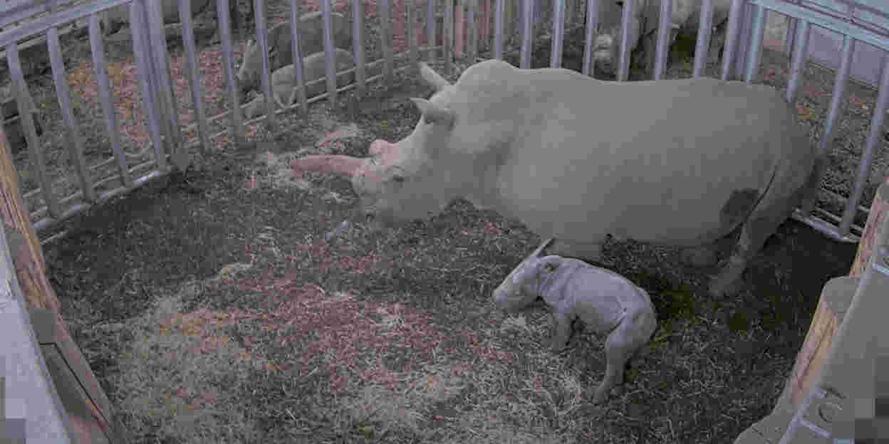 We have a little rhinoceros!