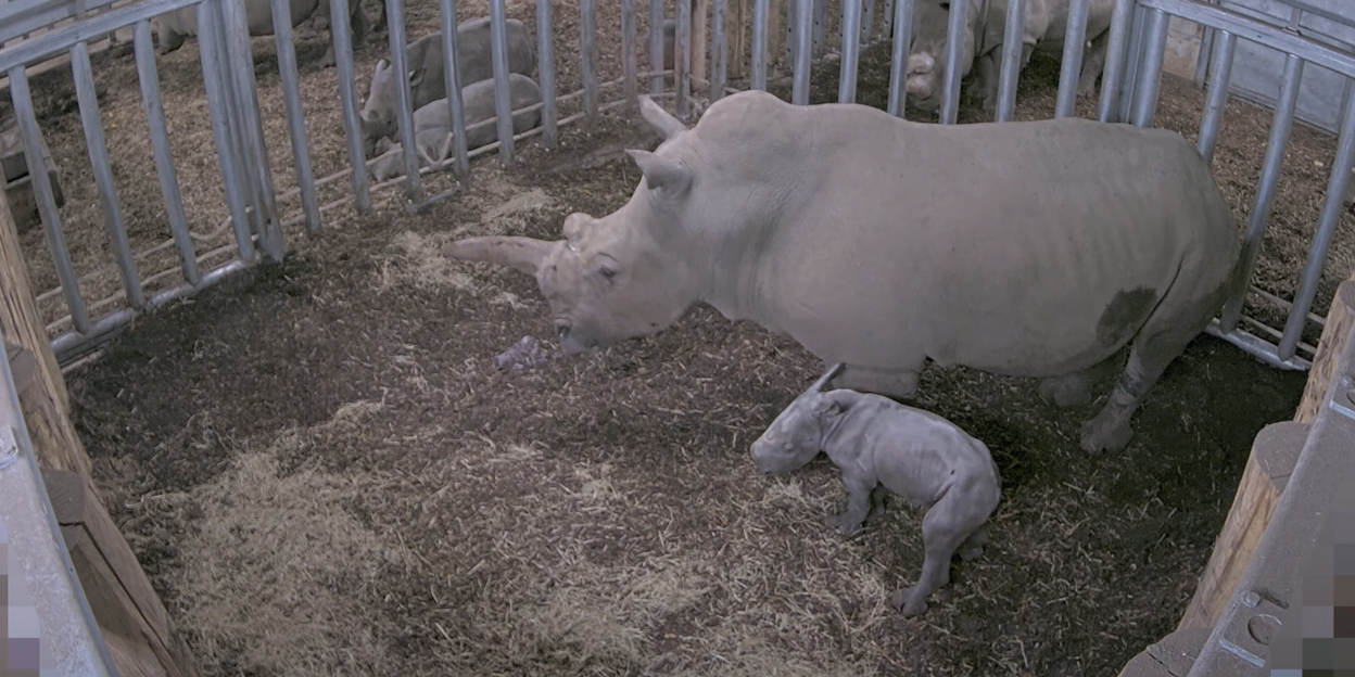 We have a little rhinoceros!