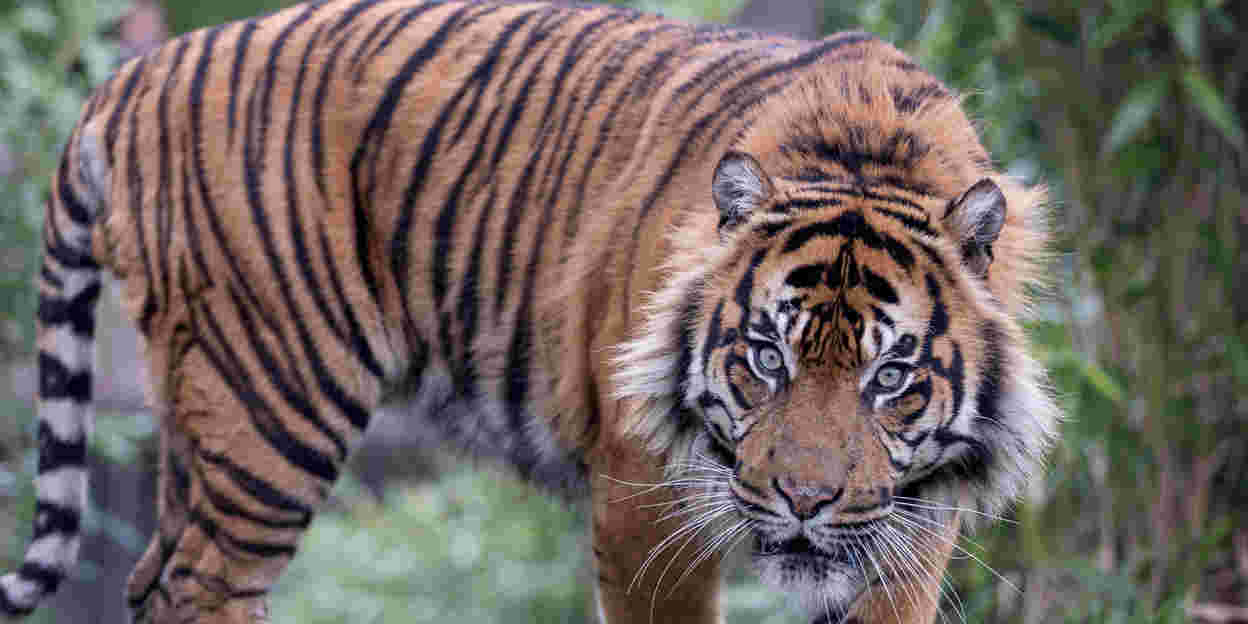 Up close! Tiger devours unfertilized swan egg