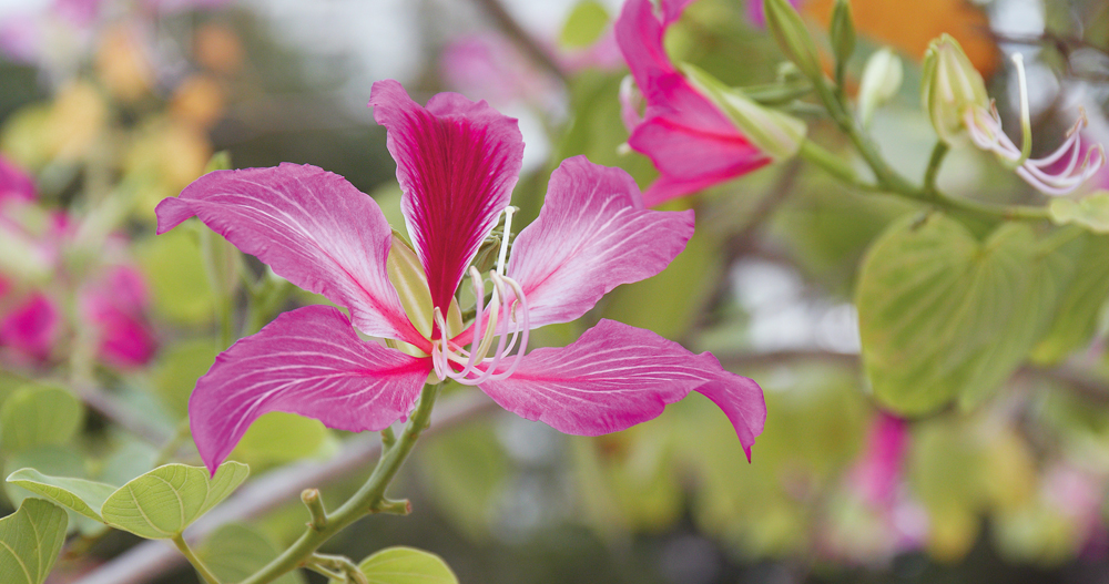 A trip around the world in the Bush