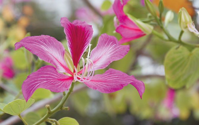 A trip around the world in the Bush