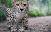 Cheetah swap in hope of a better match