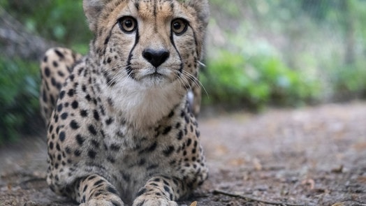 Cheetah swap in hope of a better match