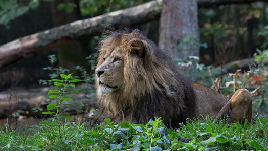 Zoo vet applies vasectomy to a lion