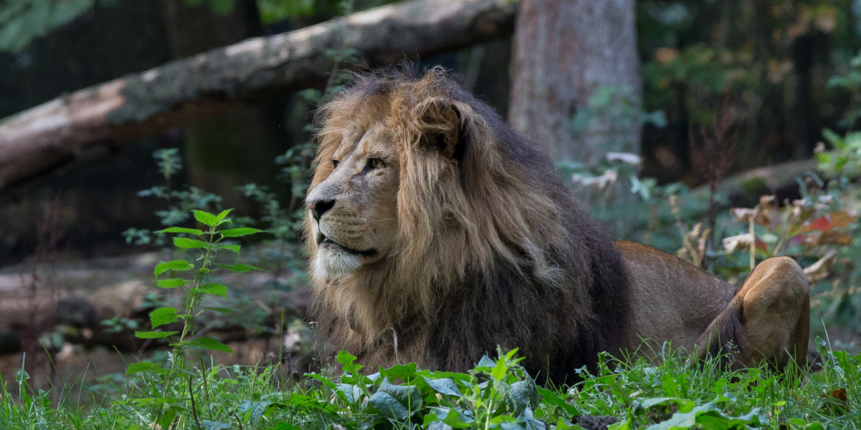 Zoo vet applies vasectomy to a lion