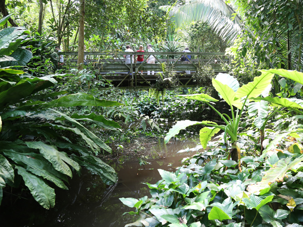 The colourful tropical rainforest