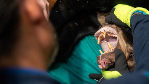 Burgers' Zoo bids farewell to bear