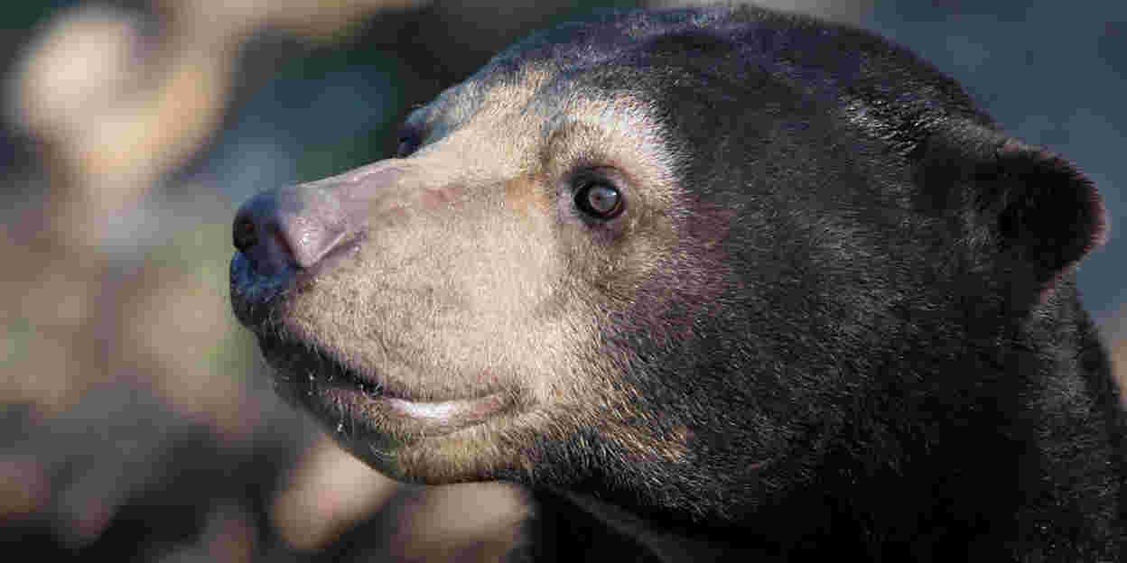 A rare sight at zoos: the sun bear