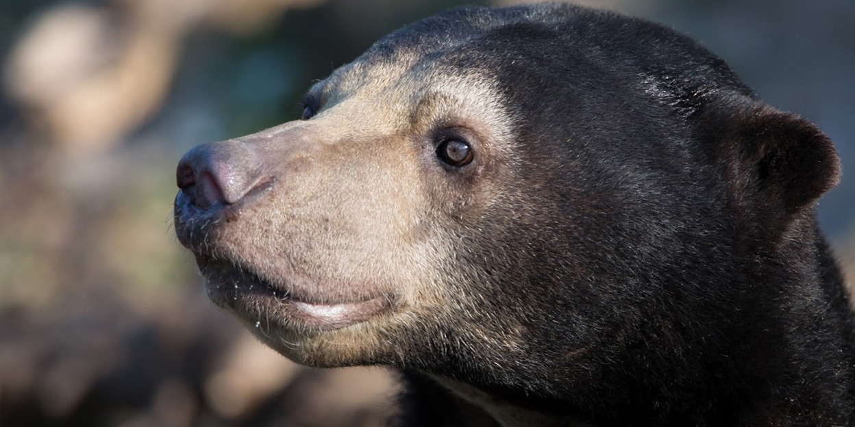 A rare sight at zoos: the sun bear