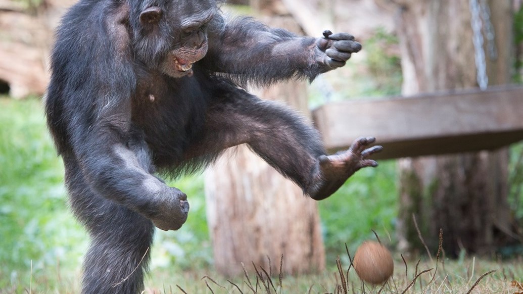 Food dispensers in the chimpanzee enclosure | Royal Burgers' Zoo