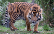 Up close! Tiger devours unfertilized swan egg