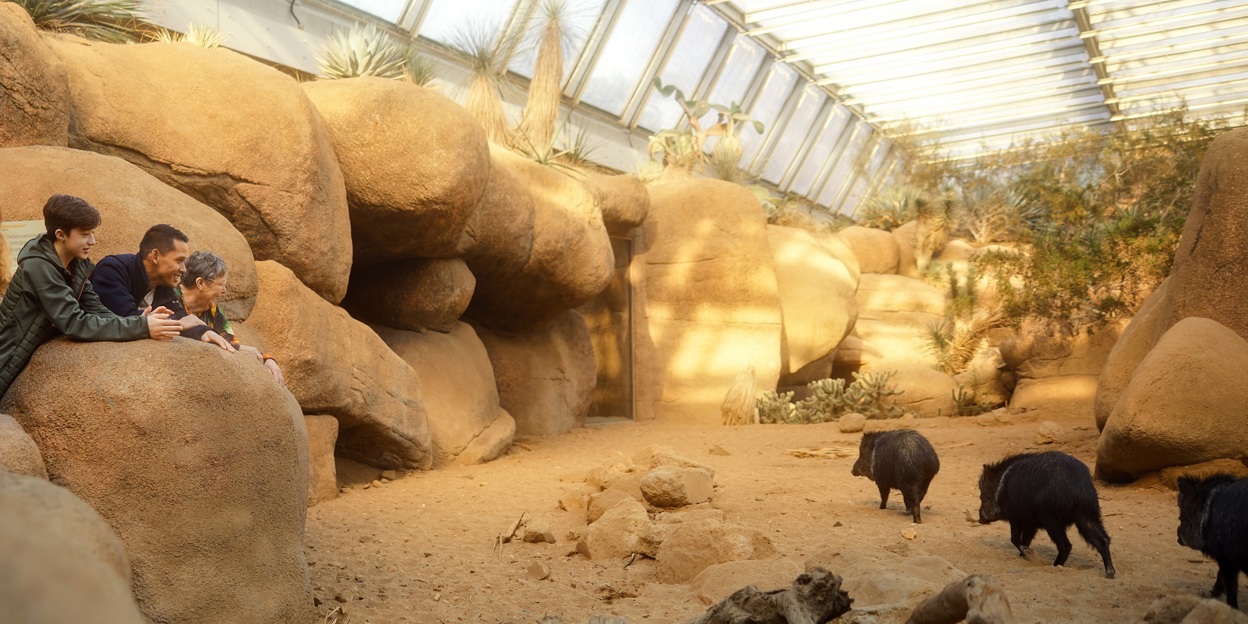 What is an eco-display? The Desert