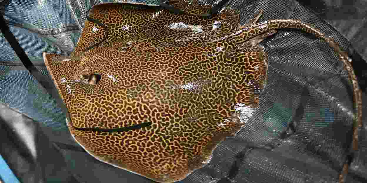 English female stingray is not the desired match
