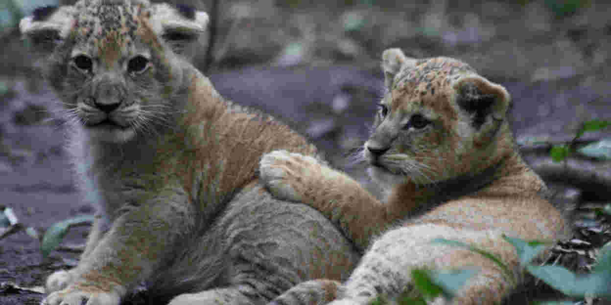 Lions in European zoos