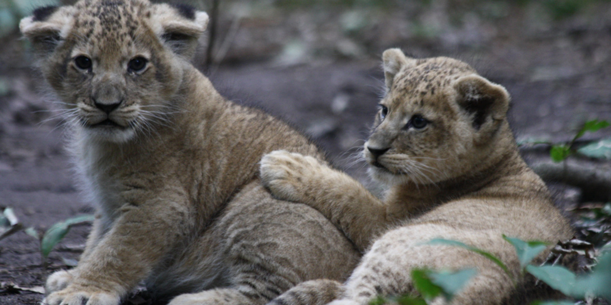 Lions in European zoos