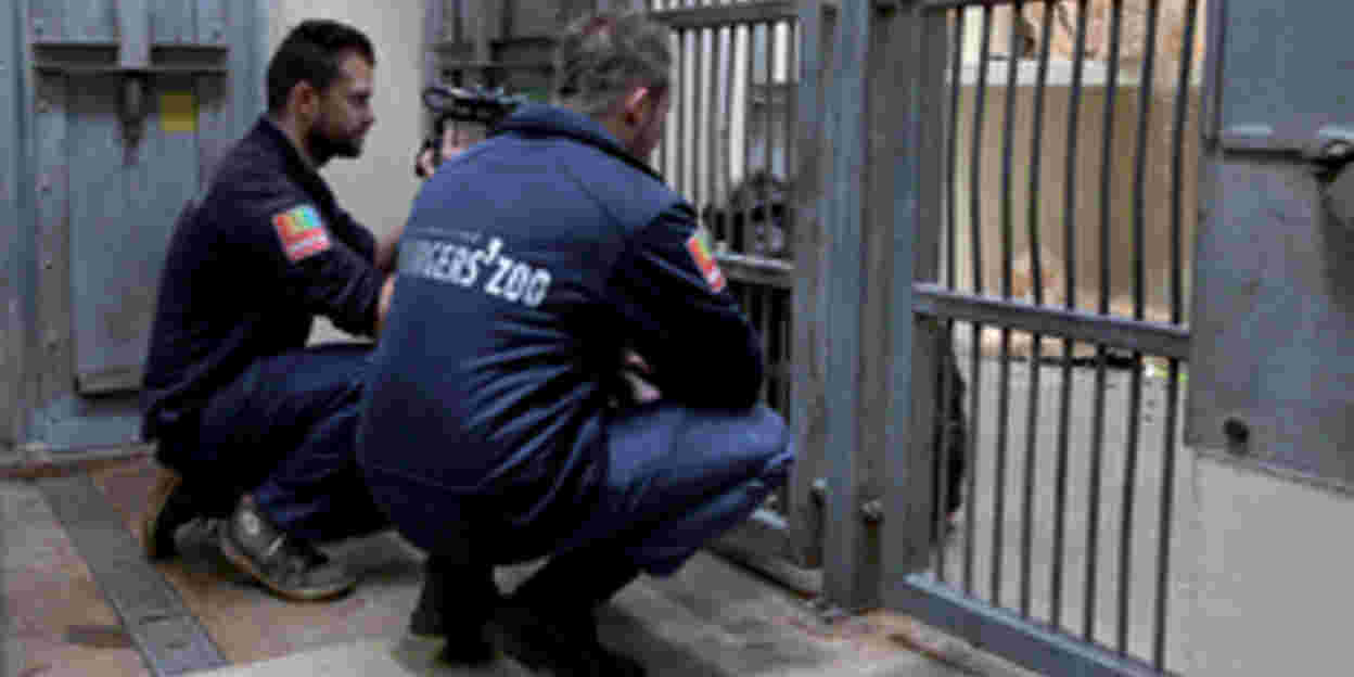 Three new chimpanzees