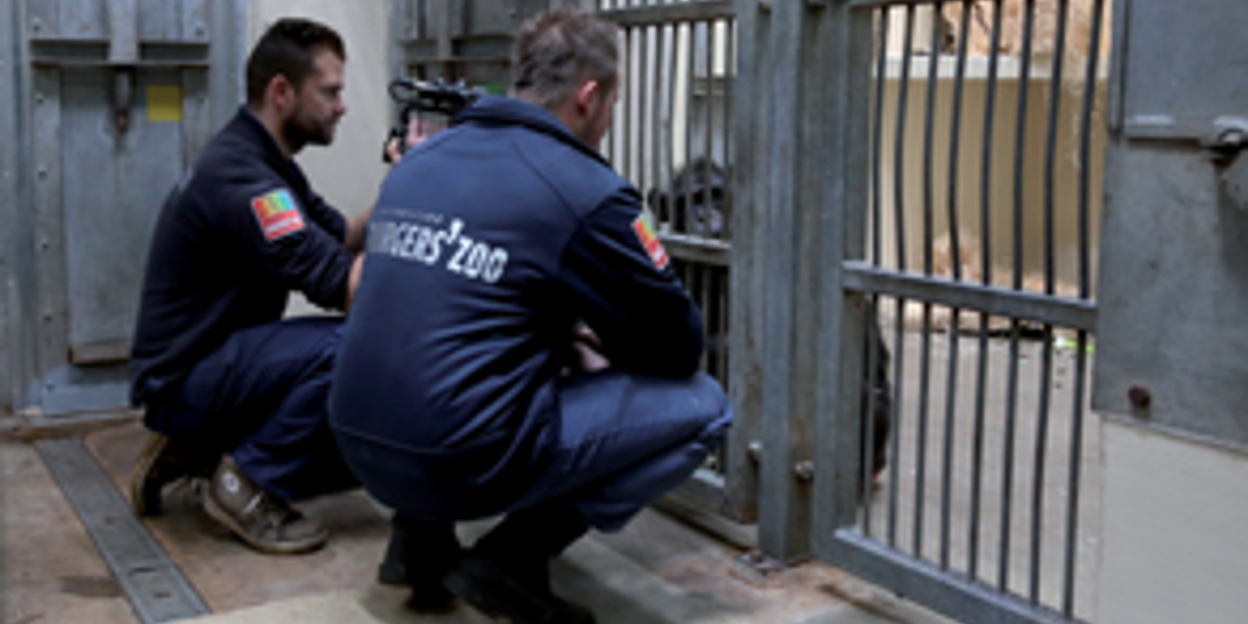 Three new chimpanzees