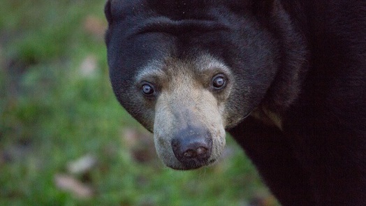 What is an eco-display? The Rimba