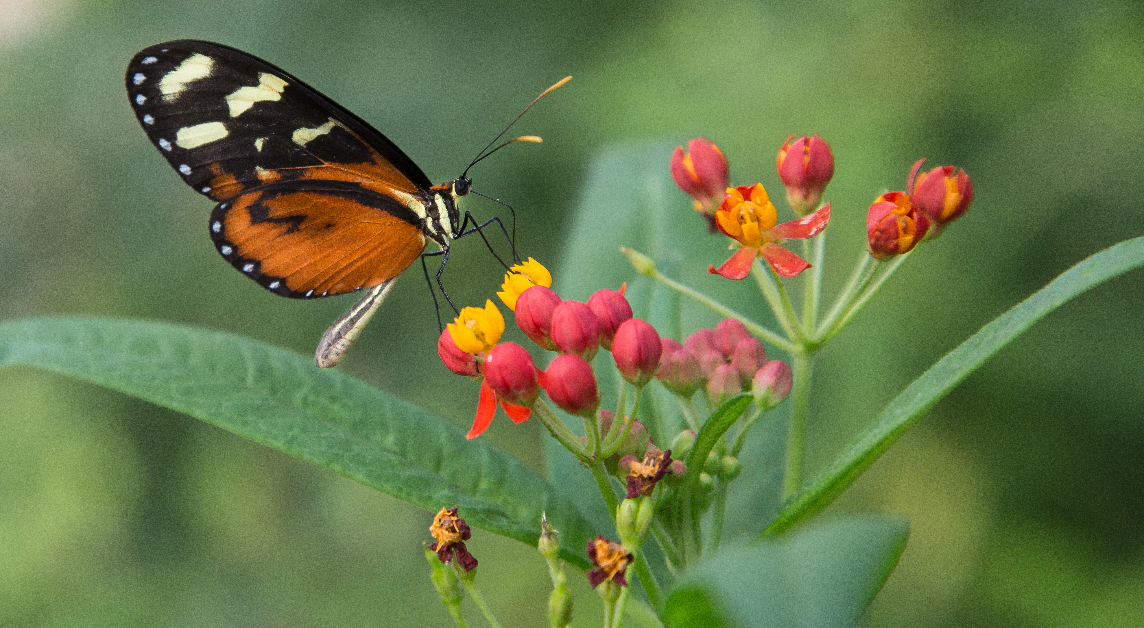 Symbiosis: some examples from the Bush and the Mangrove