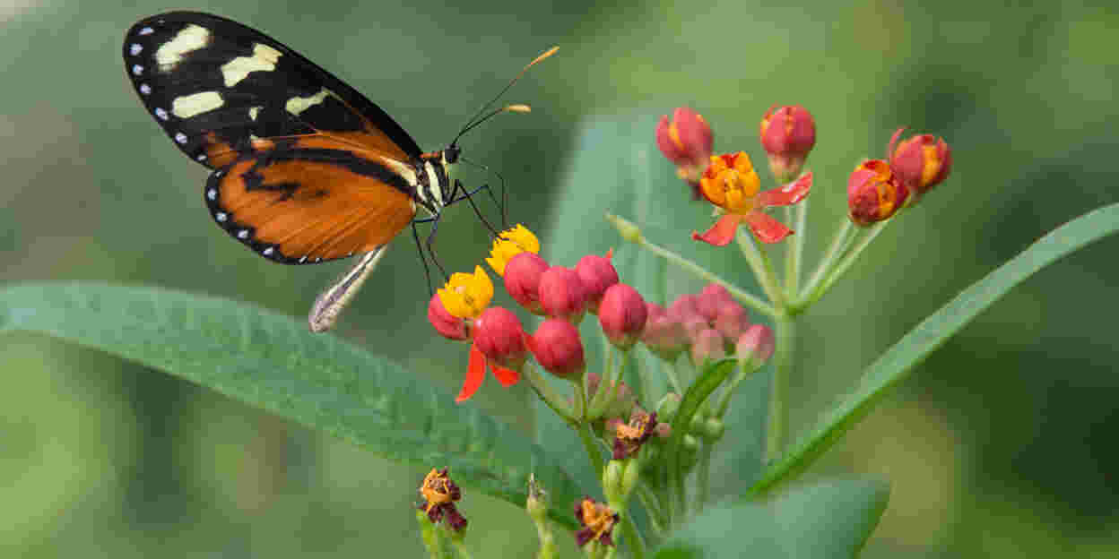 Symbiosis: some examples from the Bush and the Mangrove