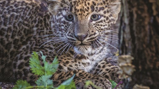 An important zoo population: the Sri Lankan leopard