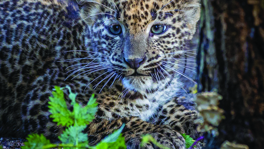An important zoo population: the Sri Lankan leopard