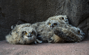 Wild eagle-owls select Burgers' Zoo as breeding ground