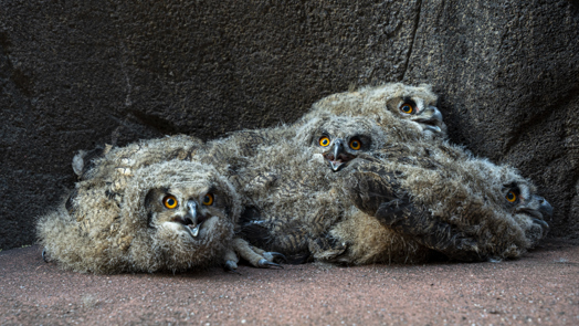 Wild eagle-owls select Burgers' Zoo as breeding ground