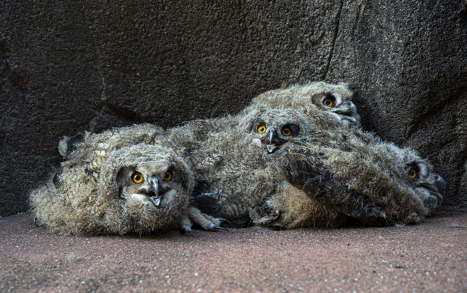 Wild eagle-owls select Burgers' Zoo as breeding ground
