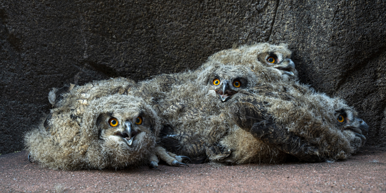 Wild eagle-owls select Burgers' Zoo as breeding ground