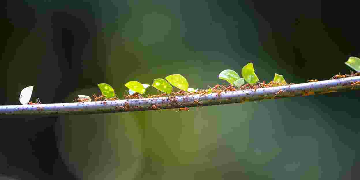 Leaves walk through tropical rainforest en masse
