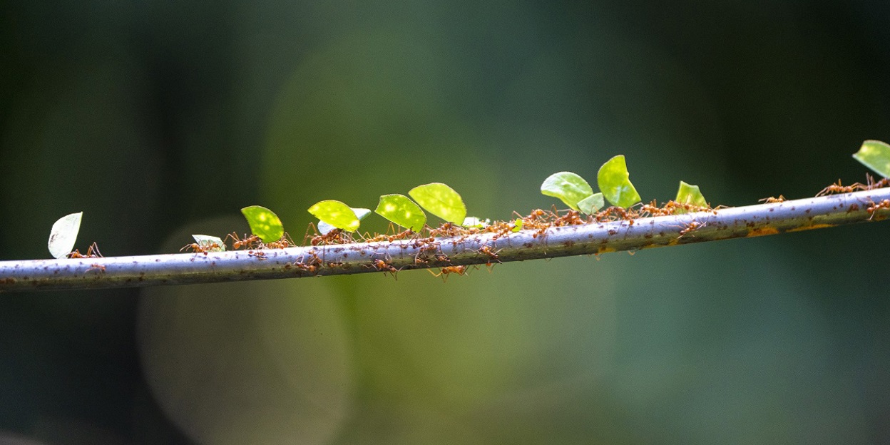 Leaves walk through tropical rainforest en masse