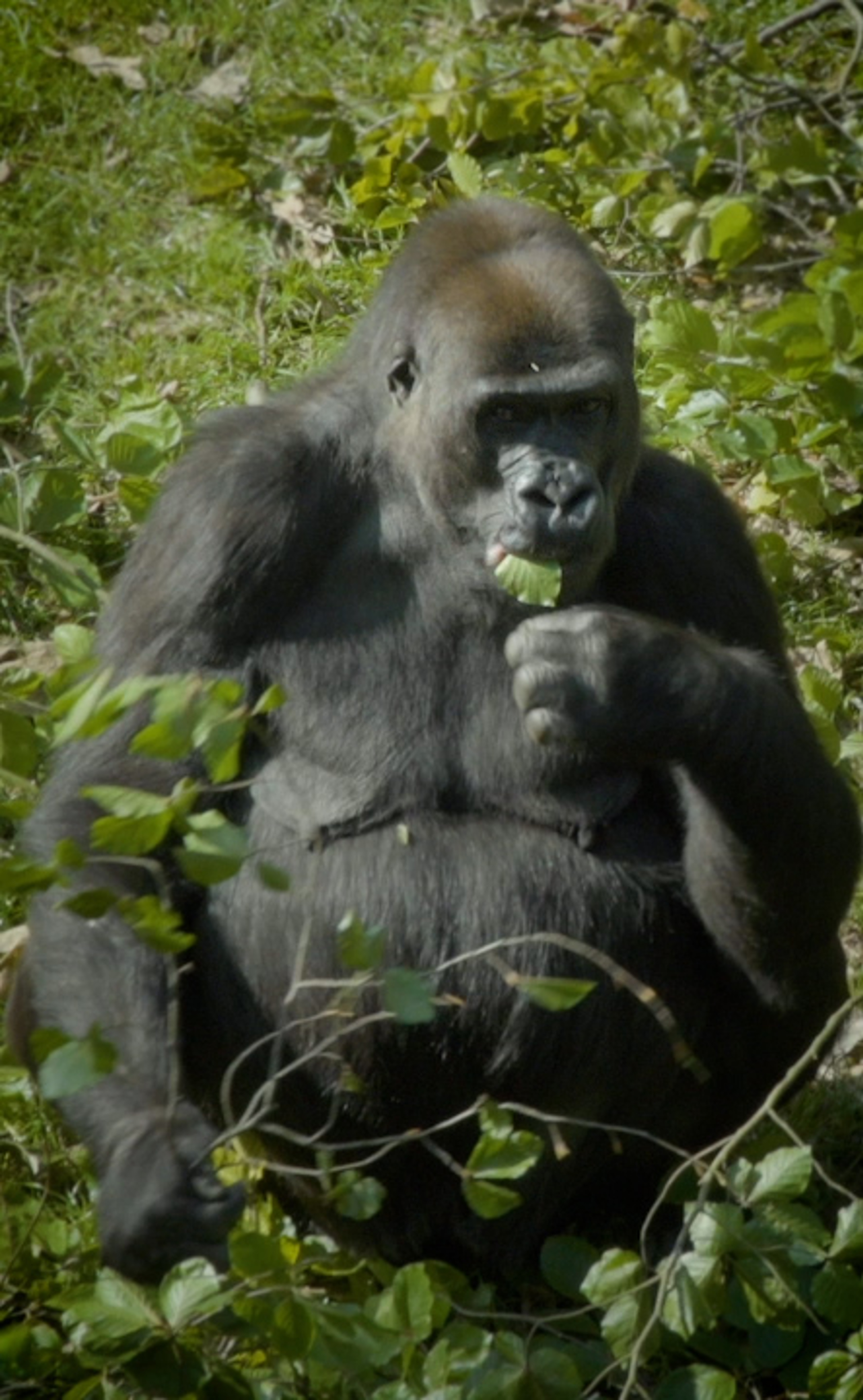 Park | Royal Burgers' Zoo